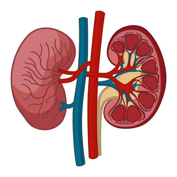 Anatomía Los Riñones Humanos Concepto Del Sistema Urinario Buques Arterias — Vector de stock