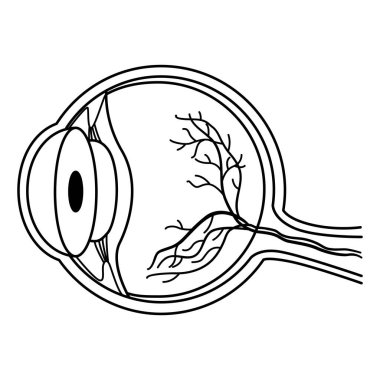 İnsan Gözünün Renklendirme Anatomisi. İç Organ 'ın Vektör İllüstrasyonu. Tıp Konsepti