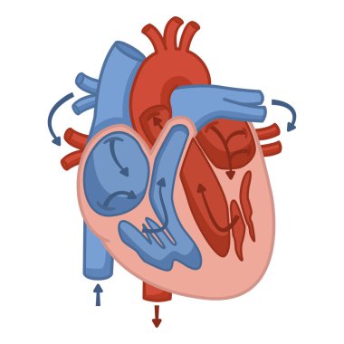 İnsan kalbinin kan akışının anatomisi. Eğitim Çizelgesi. Tıp ve Kardiyoloji. İç organların Vektör İllüstrasyonu