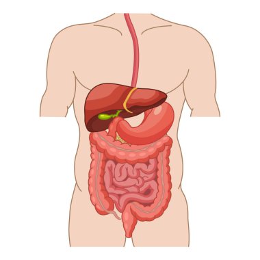 İnsan Sindirim Sistemi. Bağırsak, mide ve karaciğer anatomisi. İç organların vektör illüstrasyonu. Tıp Konsepti