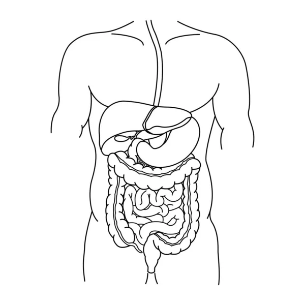 Sistema Digestivo Humano Para Colorear Anatomía Del Intestino Estómago Hígado — Vector de stock