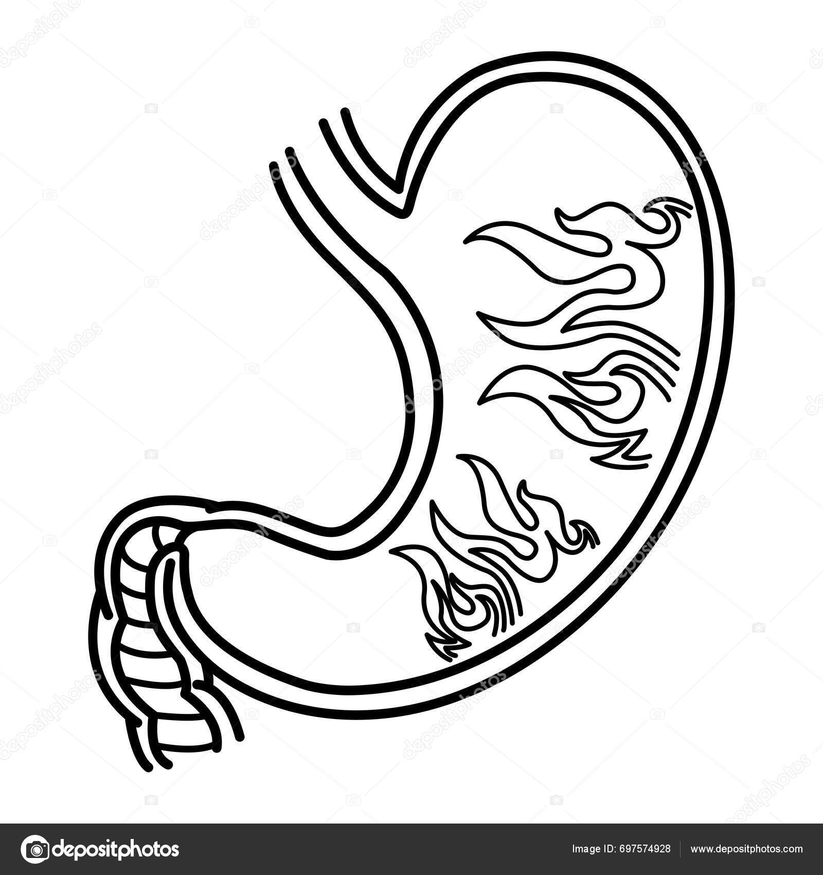 Gastrite Estômago Para Colorir Páginas Conceito Azia Ilustração Vetorial  Estômago Vetor de stock de ©YuliDor 697574928, image size:1600x1700