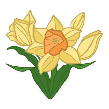 Narcissus çiçekleri. Bahar çiçekleri. Çiçek açan sarı nergis yapraklı vektör illüstrasyonu. Kartlar, posterler, tekstil ve daha fazlası için tasarım