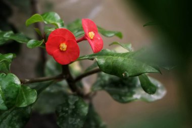 Bahçedeki kırmızı Euphorbia çiçekleri