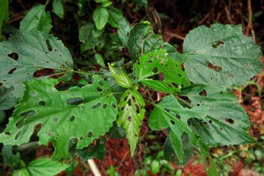 Yeşil yaprakların delikleri var çünkü böcekler tarafından yenmiş.