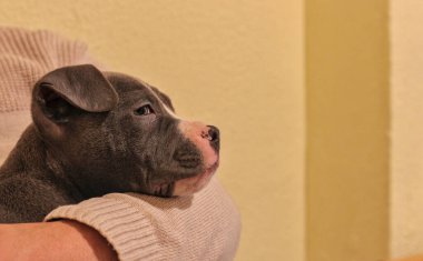 Mavi pitbull yavrusu kollarında, üzgün köpek, evin içine bakıyor, gözleri yaşlı, yumuşak turuncu çevre, yan görüş, tasmasız. Boşluğu kopyala