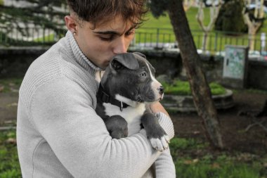 Küçük mavi pitbull yavrusu, genç beyaz bir adam tarafından kollarında tutuluyor, parkta onu öpüyor, sevecen bir an, güzel gözlü, gri ve beyaz saçlı, sıradan giyimli, tasmasız. Boşluğu kopyala