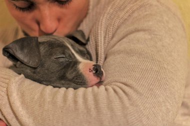 Mavi pitbull yavrusu genç beyaz adamın kollarında, mutlu köpek, gözleri kapalı, biri onu öpüyor, kapalı, tasmasız. Boşluğu kopyala