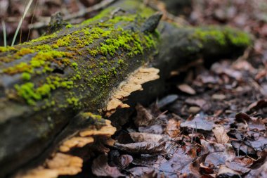 Düşmüş ağaçtaki yosunlu mantarlar, gerçek bir ormanda, canlı yeşil tonlarda, doğada bitki yaşamı.