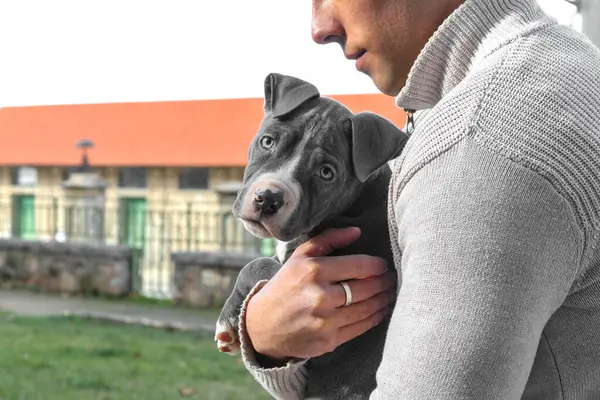 Little blue pit bull puppy held by young white guy, in a park, affectionate moment, puppy looking at camera, gray and white hair with pretty eyes, casual dressed person, side view, off leash