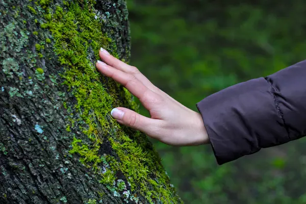 Woman\'s hand gently touching tree moss, caressing it, vivid green colors. Concept of connection with nature