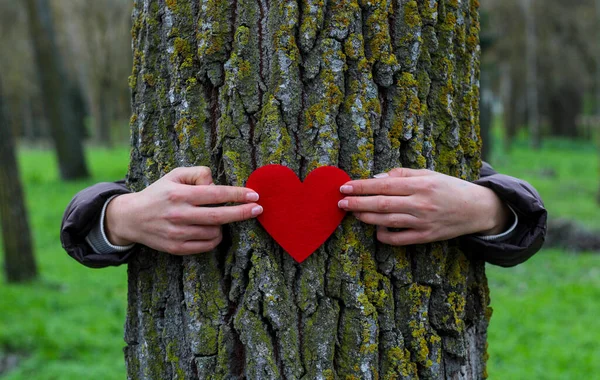 White woman\'s arms encircling a tree in the forest, holding in her hands a red heart representing the love for nature. Concept of appreciation to the planet