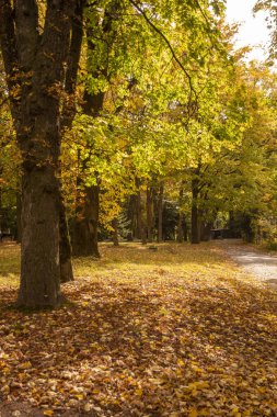 Sonbahar parkı, sonbahar parkında sarı ağaçlar.