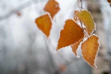 Ormandaki sonbahar yapraklarındaki don kaplı yapraklar..