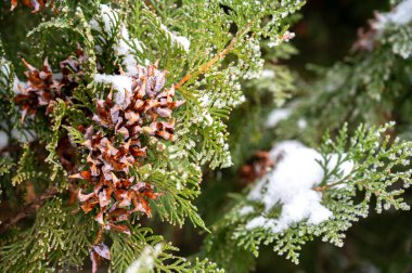 Karla kaplı thuja, yaklaş.