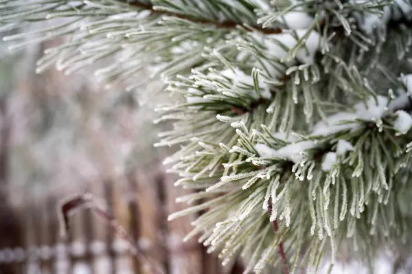 Kış manzarası. Çam ağaçlarının kırağı.