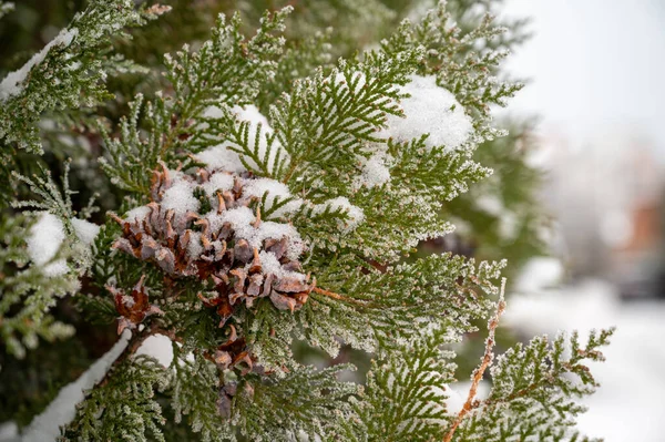 thuja dalları buzla kaplıdır..