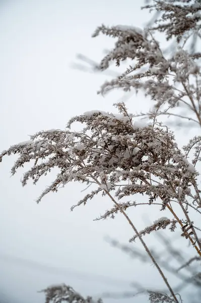 frozen plant with snow covered background, cold winter, dry grass in the snow