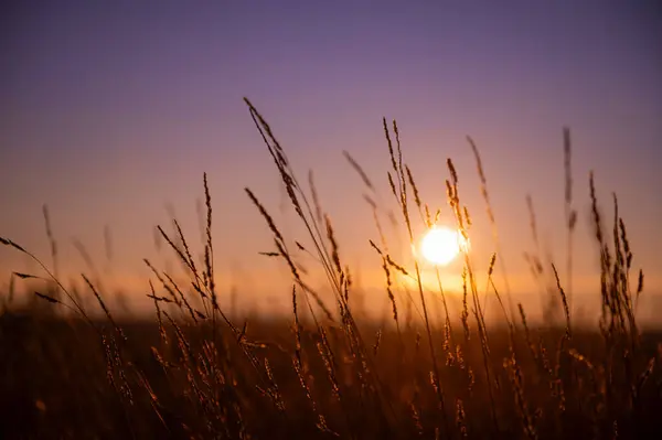 Güneş tarafından aydınlatılan uzun dikenli dikenler mor bir günbatımının arka planına karşı