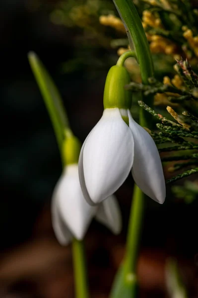 Kar damlası, çiçek, bitki, hayvan