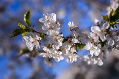 Bahçedeki bir ağaç dalında mavi gökyüzüne karşı beyaz çiçekler