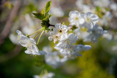 Yeşil bir bahçenin arka planında bir ağaç dalında beyaz çiçekler