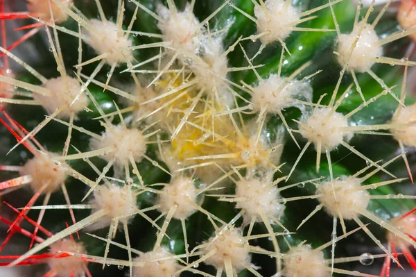 Bahçesinde güzel çiçekleri olan kaktüsler, seçici bir odak noktası. Kapat - kapat