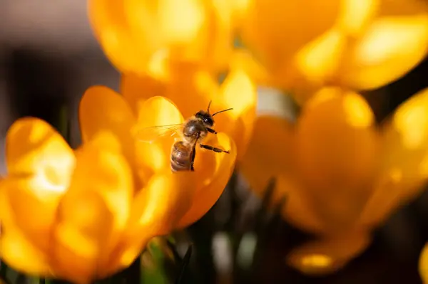 Arı çiçeğe, yakın görüş, arı sarı kuyuya...