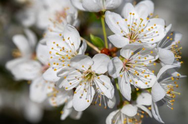 Beyaz kiraz çiçekleri tam çiçeklendiğinde