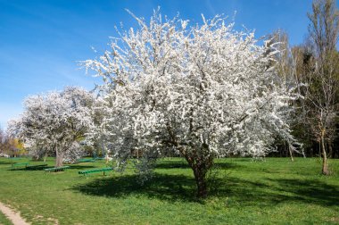 Kiraz çiçeklerinin beyaz çiçekleri