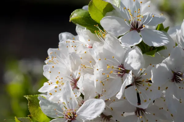 Baharda kiraz çiçeğinin güzel beyaz çiçekleri