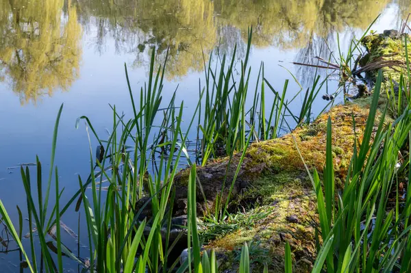 Ağaçlı bir gölet, gölün kenarındaki ağaçta yosun.