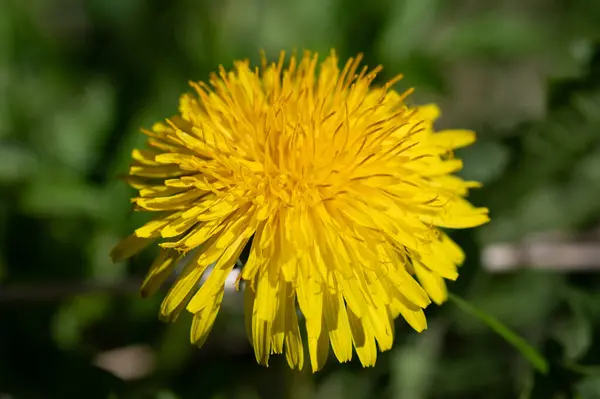 Bahçedeki karahindiba çiçeği