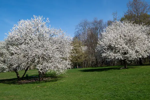 Baharda Kiraz Ağacı