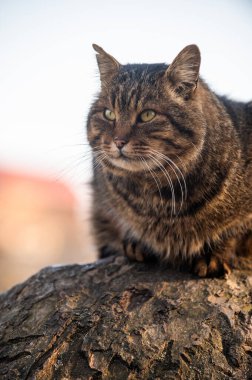 Ağaç gövdesinde oturan bir kedinin dikey görüntüsü.