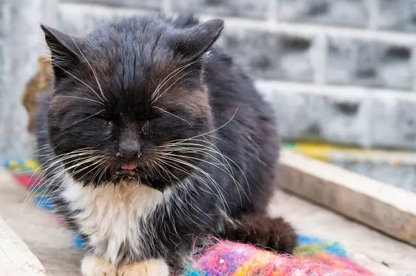 Evsiz bir kedinin portresi.