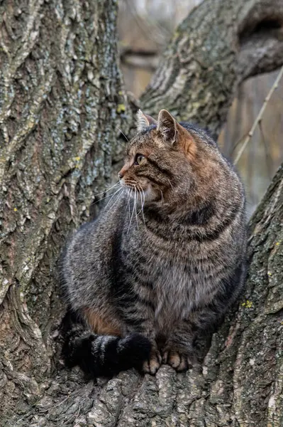 Kedi ağaçta oturuyor.