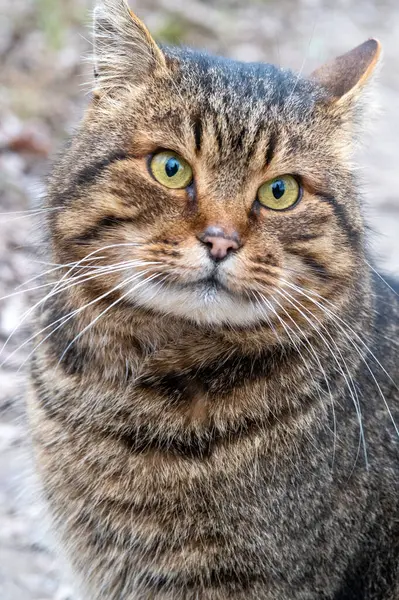 Şehirdeki bir kedinin portresi