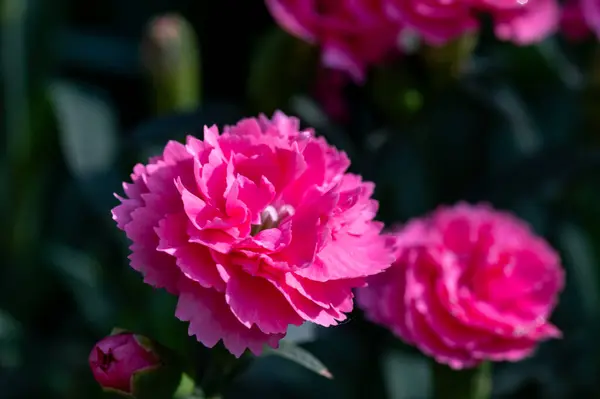 Bahçedeki güzel pembe çiçekler