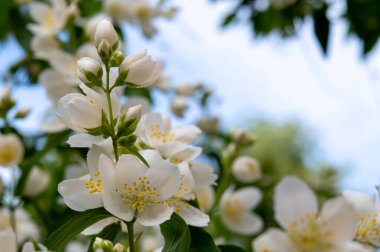 Bahçedeki beyaz yasemin çiçekleri