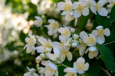 Bahçedeki çiçekler, bahçedeki büyük yasemin çalıları