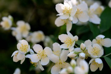 Bahçedeki güzel beyaz yasemin çiçekleri. Kapat - kapat.