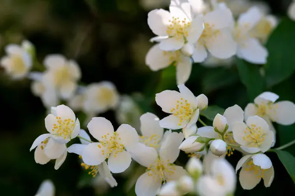 Bahçedeki güzel beyaz yasemin çiçekleri. Kapat - kapat.