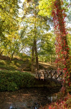Keukenhof parkındaki sonbahar ormanı.