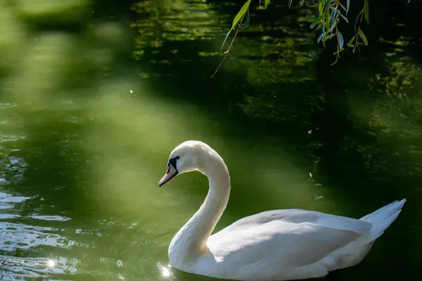 Gölette beyaz kuğu.