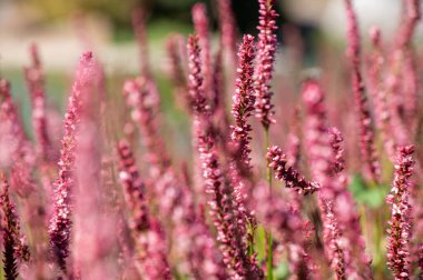 Bahçedeki pembe çiçekler