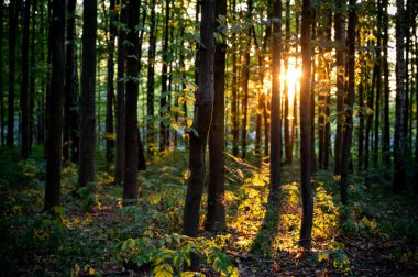 Ormanda gün batımı. Sonbahar arka planı, ormandaki güneş ışınları, ağaçlar ve yapraklar, doğa, günbatımı