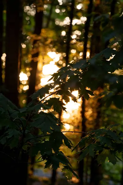 Sonbahar ormanı, altın sonbahar ağaçları, altın yapraklar, akşam güneşinde yaprakların silueti.