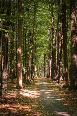 Sonbahar ormanlarında yeşil yapraklı ve ağaçlı patika