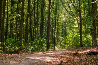 Parktaki güzel sonbahar ormanı